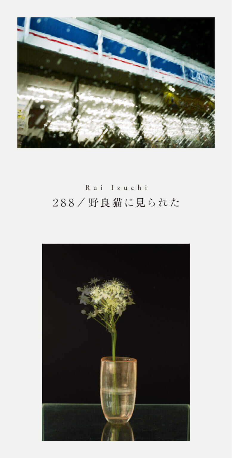 Birdsが運営するNESTにて、出地瑠以による写真作品の個展「288 / 野良猫に見られた」開催。前・後期で内容を変えて展示。