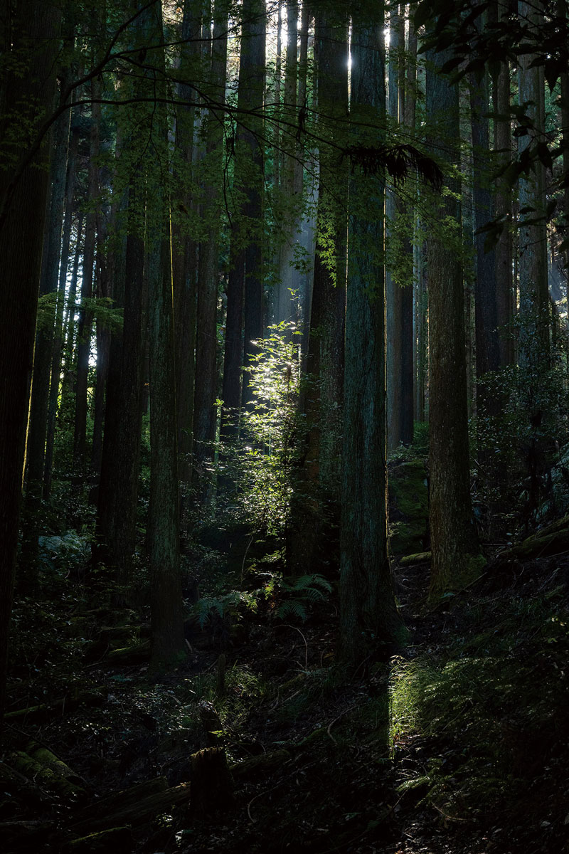 HIROKO NAGANO写真展「確かにそこにあった光」、ギャラリー・ソラリスにて開催。春日山原始林に差し込む一瞬の光をとらえたカラー作品を展示。
