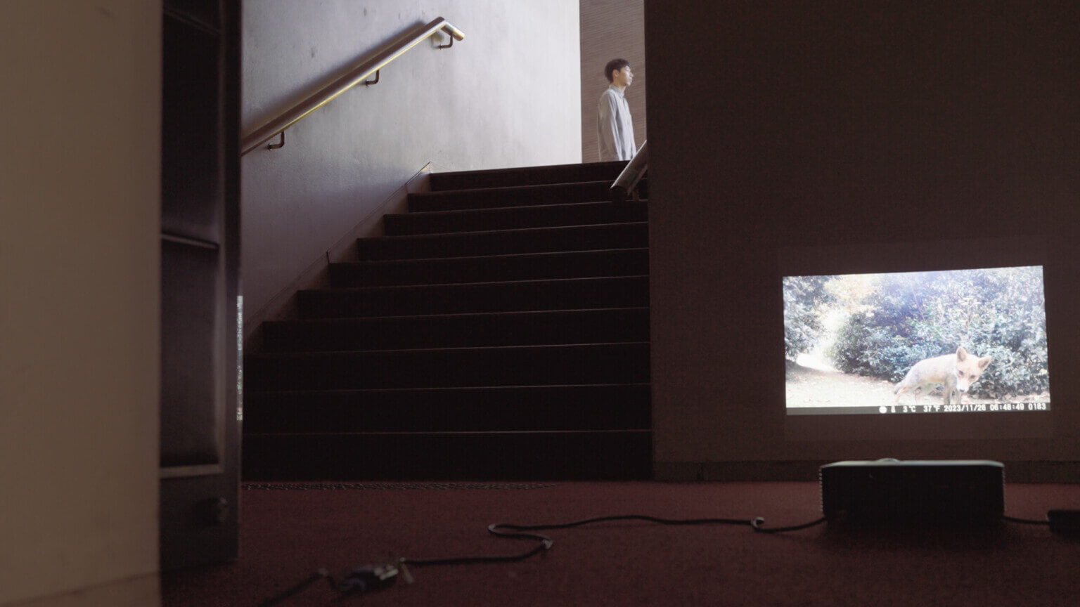 映像作家・林勇気の大規模個展「映/像」、豊中市立文化芸術センターにて2月1日より開催。豊中の街でキツネを探す行為を作品化した《unseen》を軸に構成。