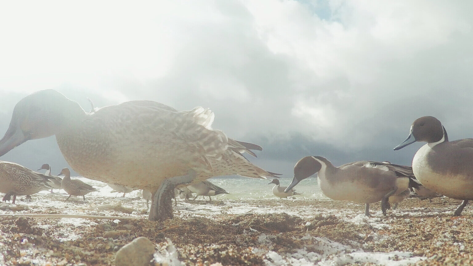 TRA-TRAVEL主催「となりのスクリーン〜 アートディレクターが選ぶ映像オムニバス〜」、シネ・ヌーヴォXにて3月21〜27日に開催。日本各地のアートディレクターが、地域の視点から推薦した5つの映像作品を上映。