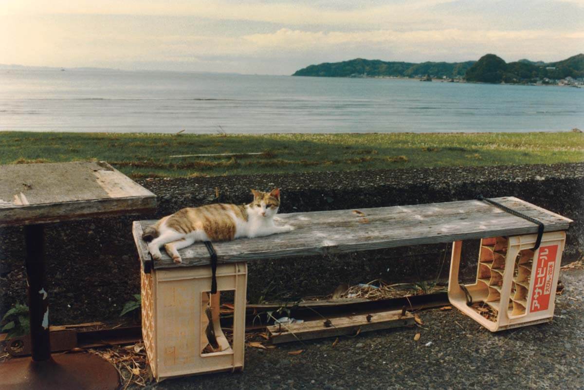 尾仲浩二による写真展「Neko wa Neko 2 & Another The Dog in France」、ギャラリー・ソラリスにて4月7日より開催。猫をテーマにした最新作など、国内外を旅する中で撮りためた作品群を展示。